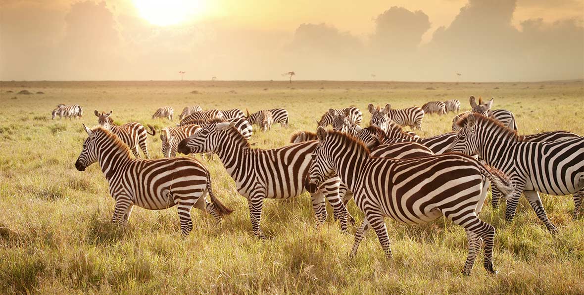 Safari en Africa durante tu viaje