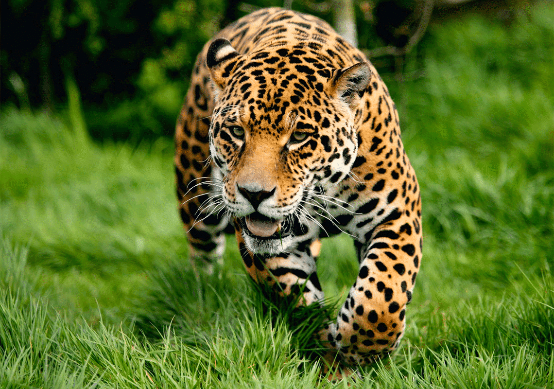 leopardo