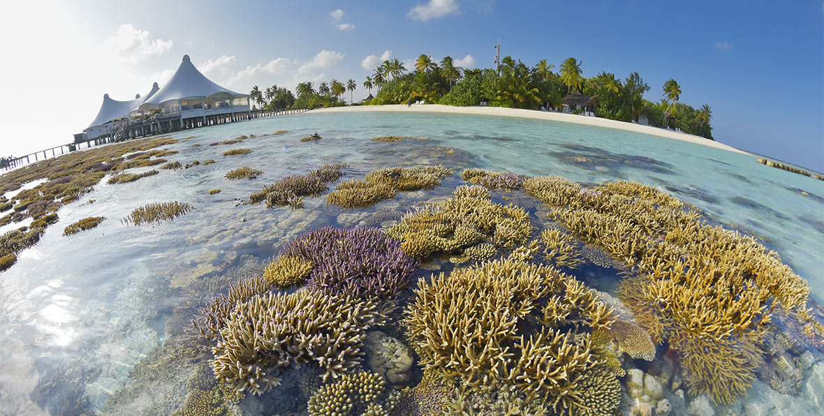 coral en Safari Island Resort & Spa Maldives