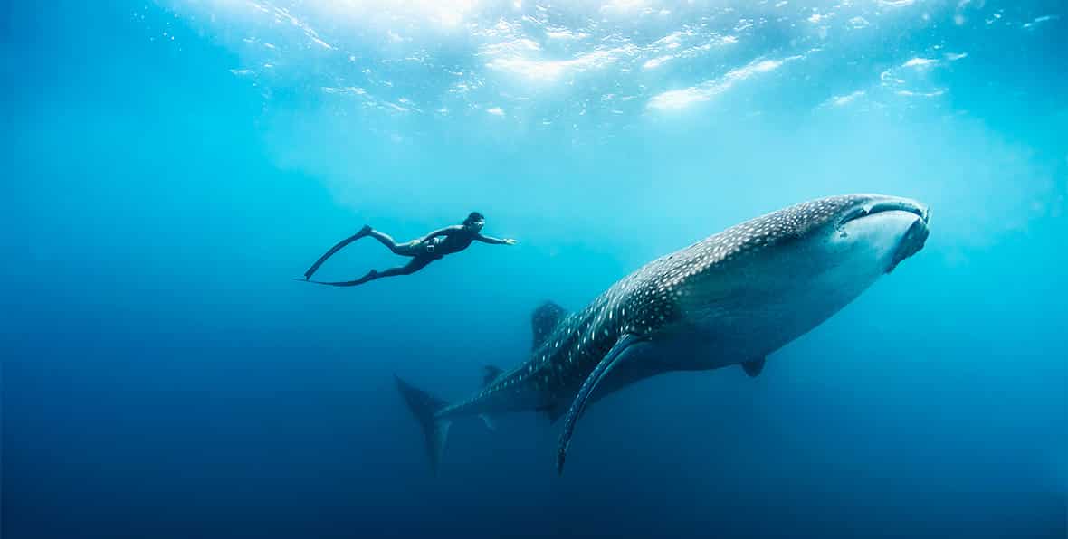 Bucear con el tiburón ballena