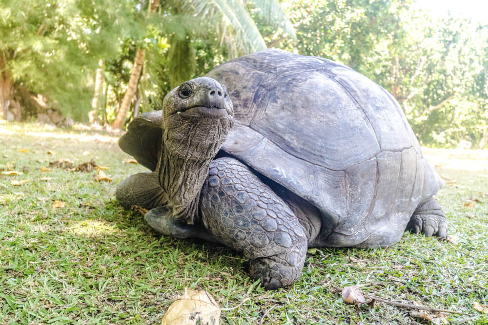 primer plano tortuga gigante aldabra cesped isla de Saychelles