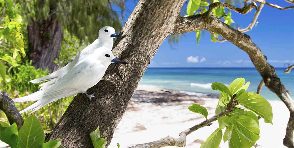 Crucero Seychelles Aride Birds - arenastours.com -