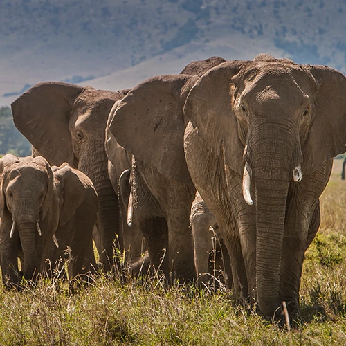 Viaje A Kenia Safari De Lujo - arenastours.com -