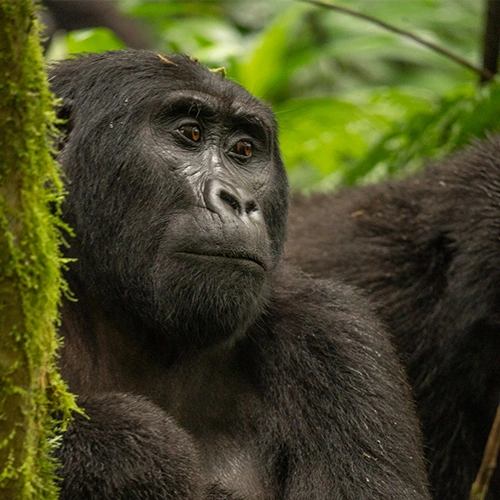 Viaje A Uganda Gorila Trekking - arenastours.com -