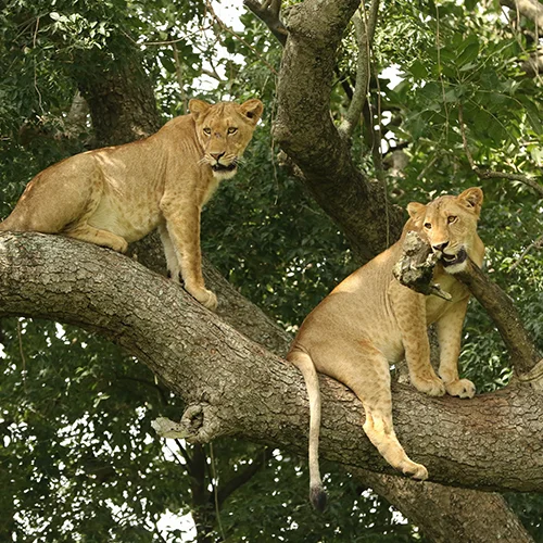 Viaje Uganda A Medida Safari Privado - arenastours.com -