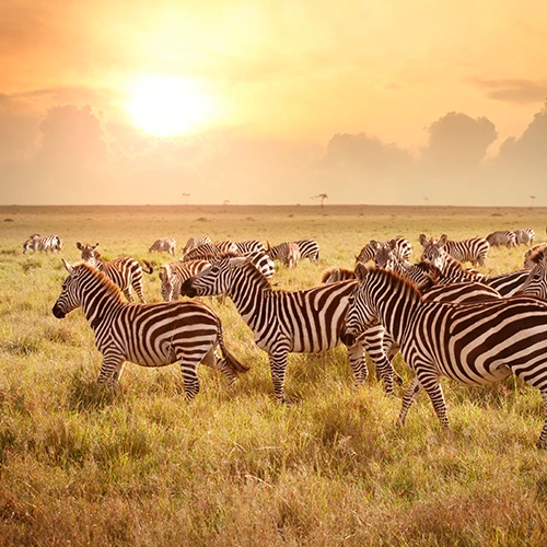 Viajes A Kenia Safari En Privado - arenastours.com -