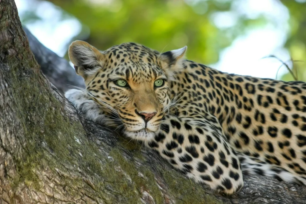 Cinco Grandes Parque Nacional Kruger - arenatours.com -