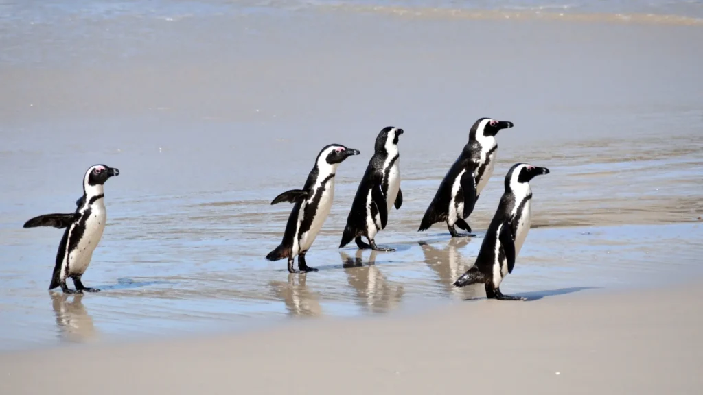 Encanto Pinguino En Boulders Beach - arenatours.com -