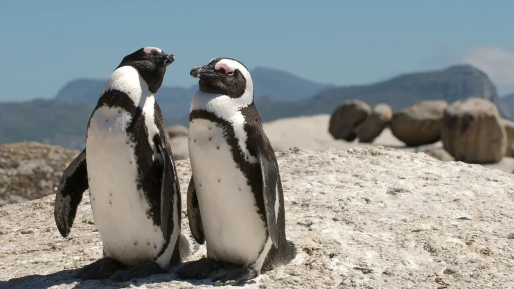 Encanto Pinguino En Boulders Beach - arenatours.com -