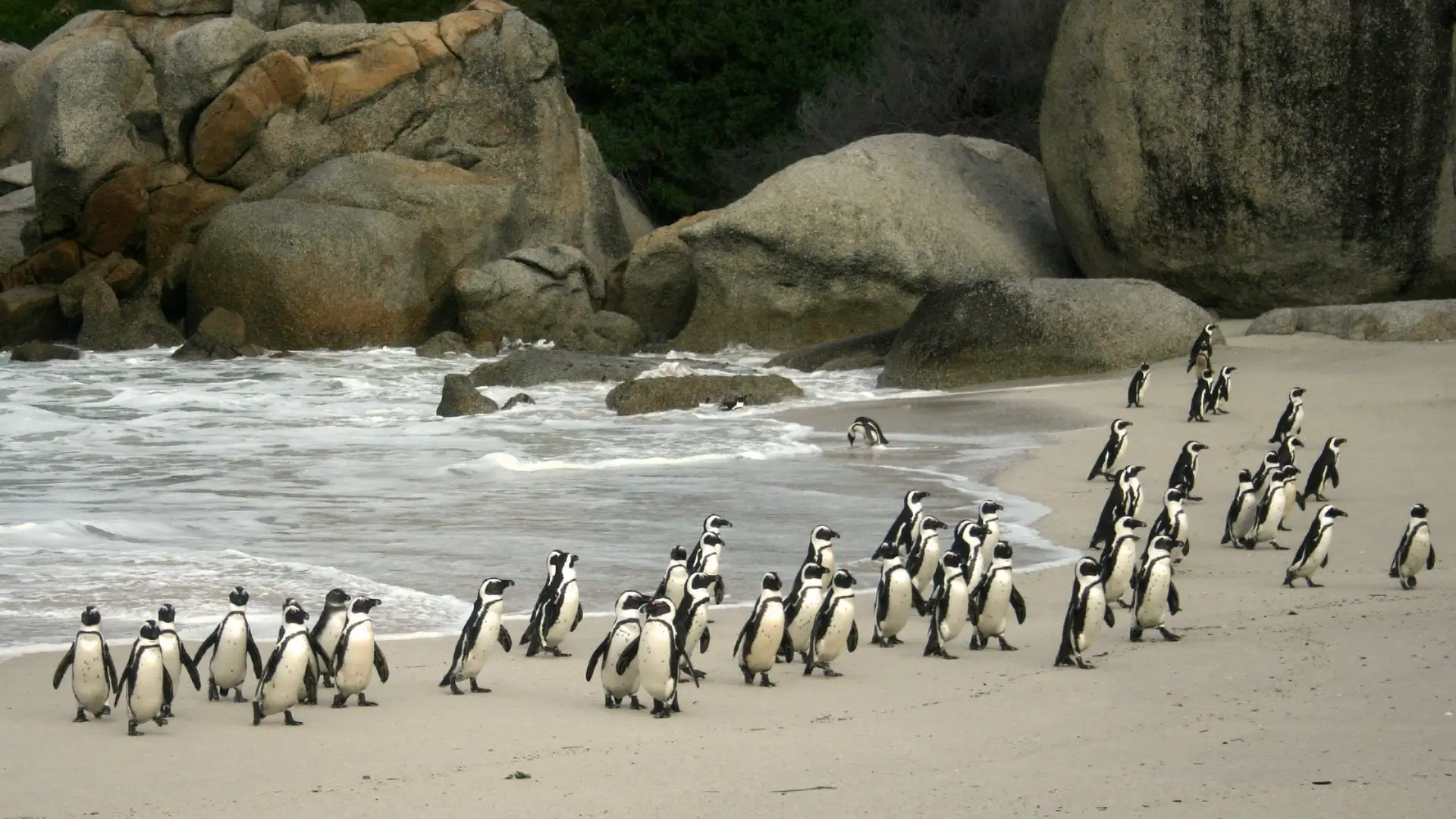 Encanto Pinguino En Boulders Beach - arenatours.com -