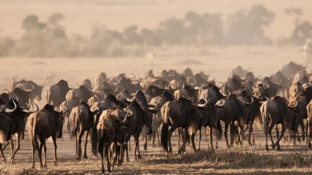 kenia-mejor-safari