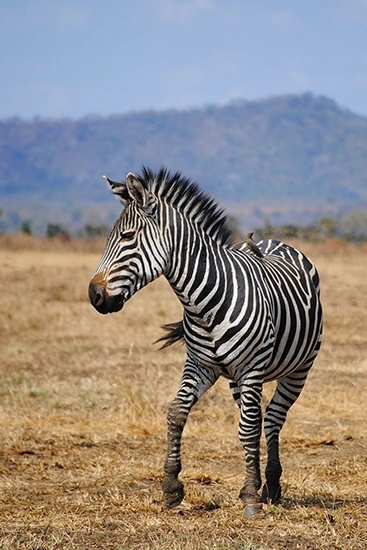 Luna De Miel Tanzania - arenatours.com - Viaje a Tanzania