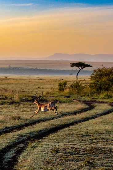 Parques Naturales Kenia - arenatours.com - Viaje a Kenia