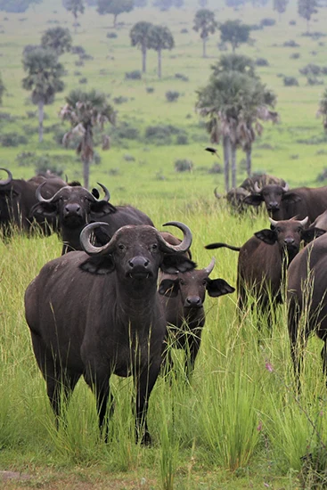 Precio Safari Uganda - arenatours.com - Viajar a Uganda