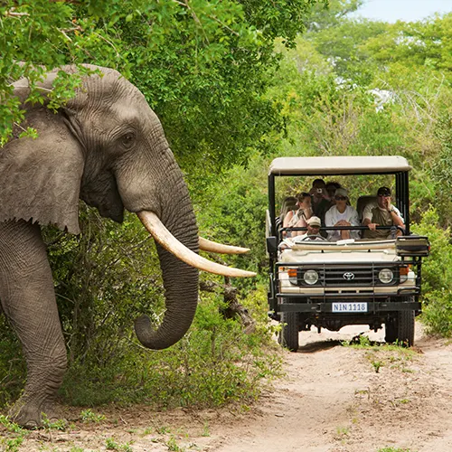 Safari en Uganda, elefante - arenatours.com - Viajar a Uganda