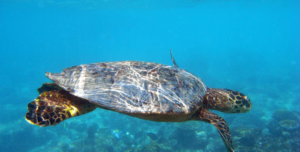 tortuga marina en el Aadaran Club Rannalhi