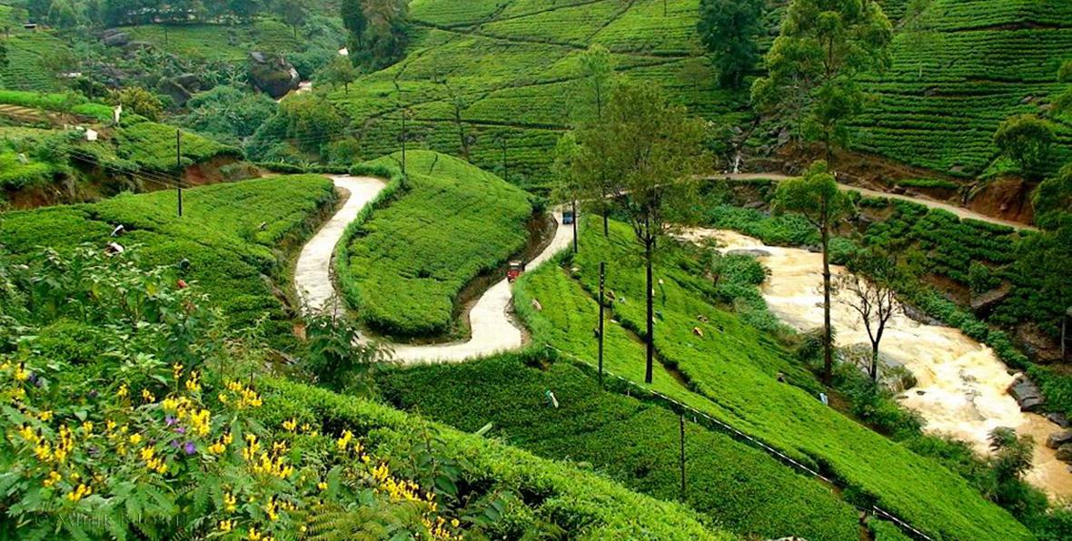 Las verdes colinas de Sri Lanka